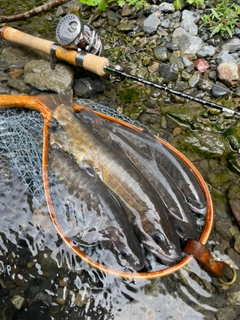 ヤマトイワナの釣果