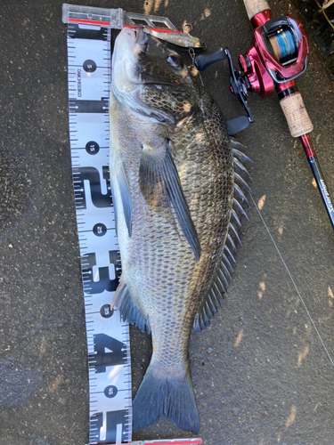 クロダイの釣果