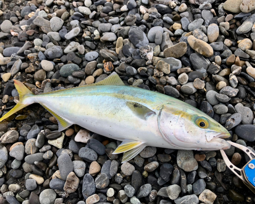 ワカシの釣果