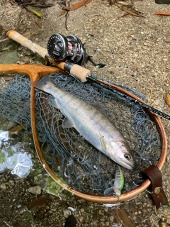 アマゴの釣果