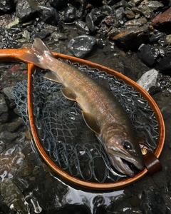 ヤマトイワナの釣果