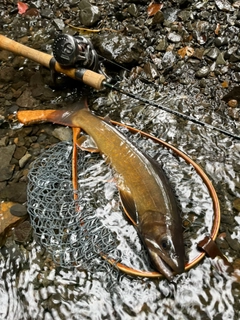 ヤマトイワナの釣果