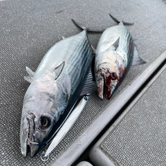 ハガツオの釣果