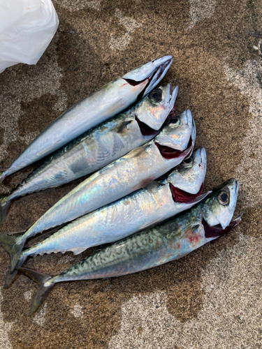 サバの釣果