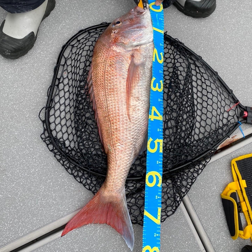 マダイの釣果