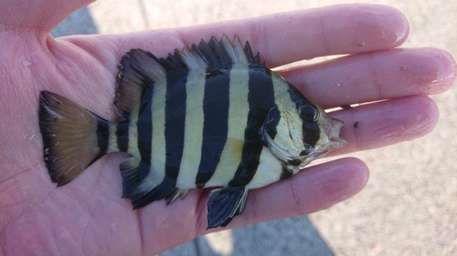 イシダイの釣果