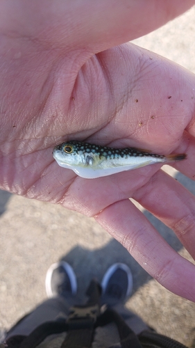 コモンフグの釣果