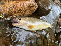 エゾイワナの釣果