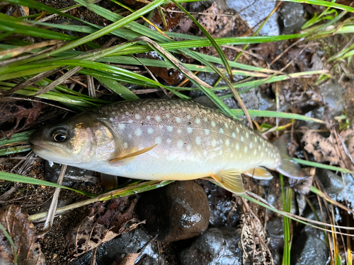 エゾイワナの釣果