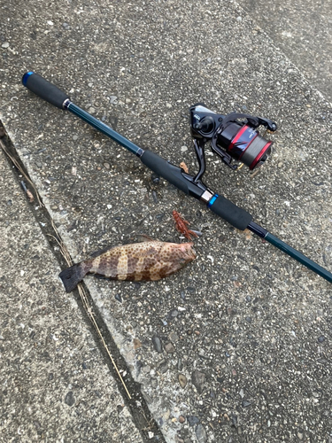 オオモンハタの釣果