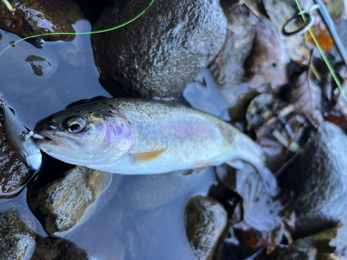 ニジマスの釣果