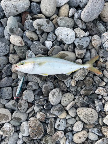 ワカナゴの釣果