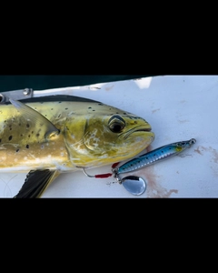 シイラの釣果