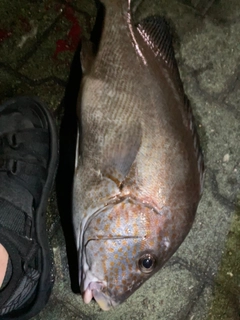 コロダイの釣果