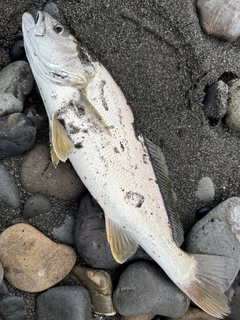 ニベの釣果