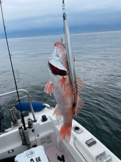 アカムツの釣果