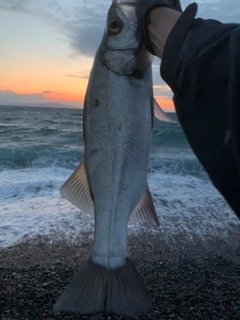 ヒラスズキの釣果