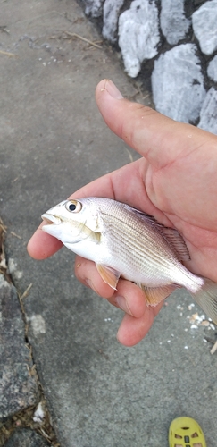 ヘダイの釣果