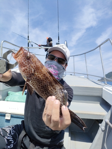 オオモンハタの釣果