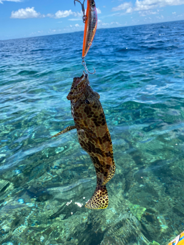 イシミーバイの釣果