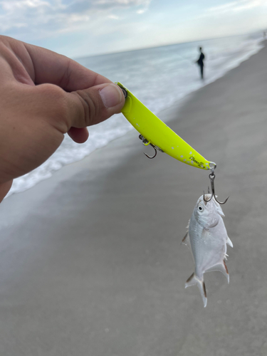 コバンアジの釣果