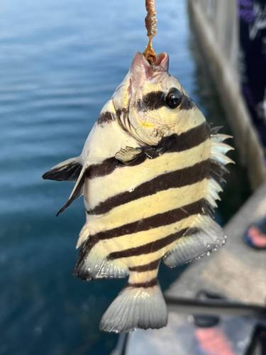 イシダイの釣果