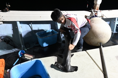 シュモクザメの釣果