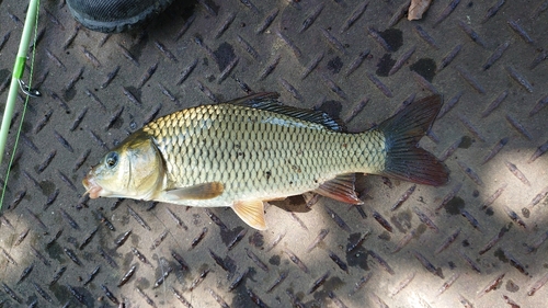 コイの釣果