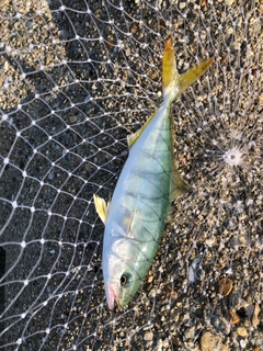 ツバスの釣果