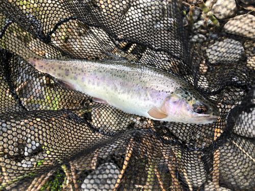 ニジマスの釣果