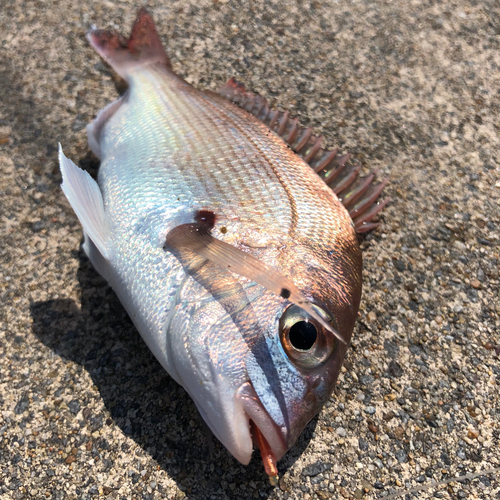 マダイの釣果