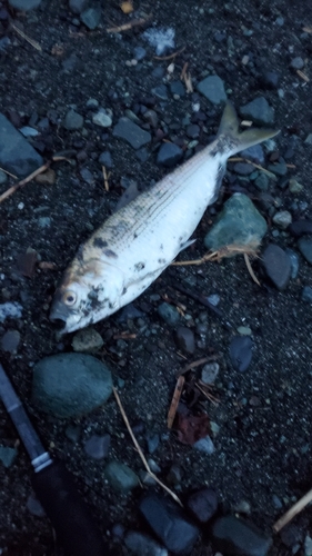 コノシロの釣果