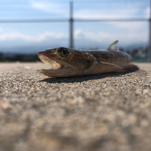 エソの釣果