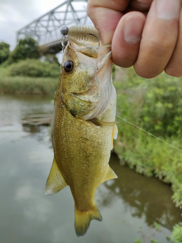 ラージマウスバスの釣果