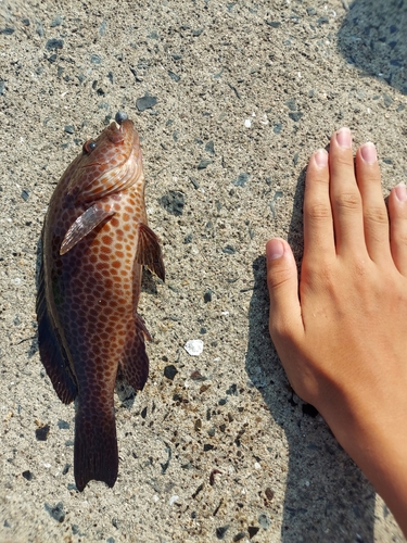 オオモンハタの釣果