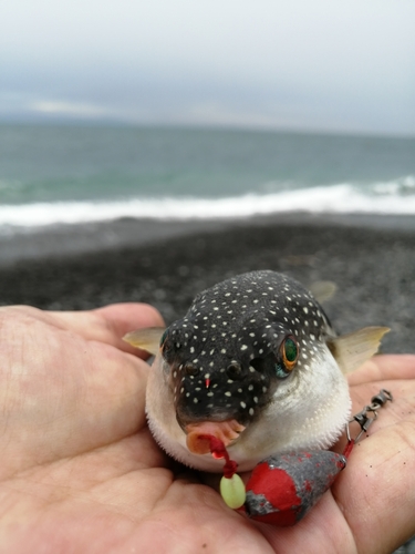 フグの釣果