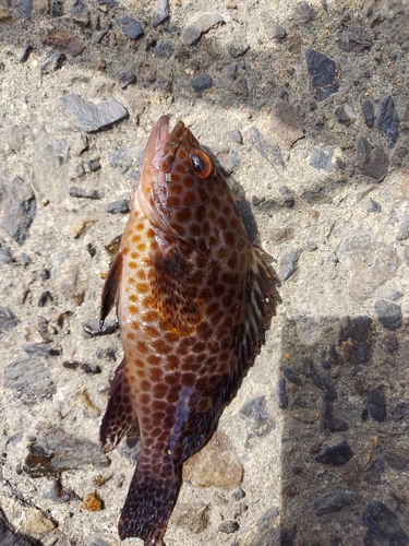 オオモンハタの釣果