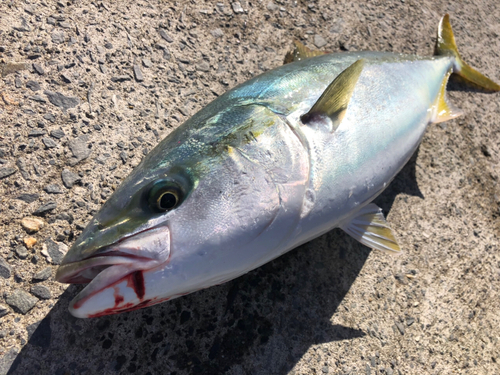 イナダの釣果