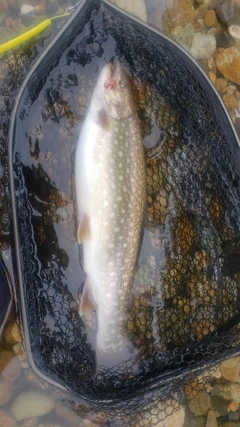 アメマスの釣果