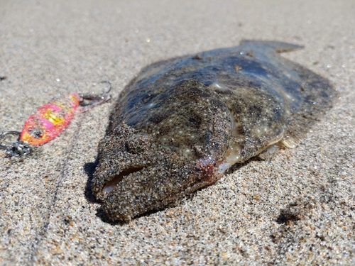 ヒラメの釣果