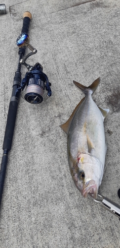 ショゴの釣果