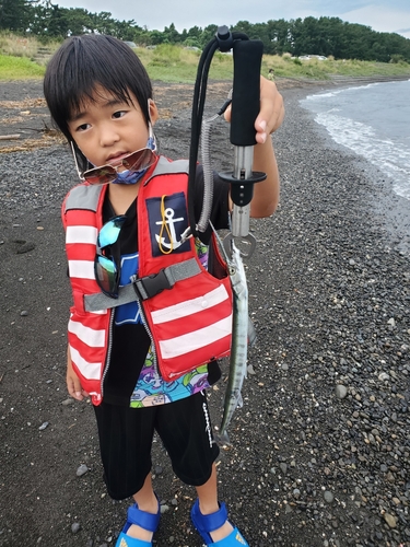 ダツの釣果