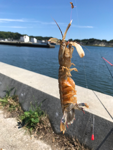 シャコの釣果