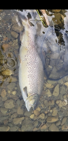 ブラウントラウトの釣果