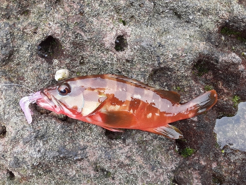 アカハタの釣果