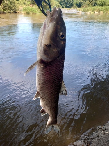 コイの釣果