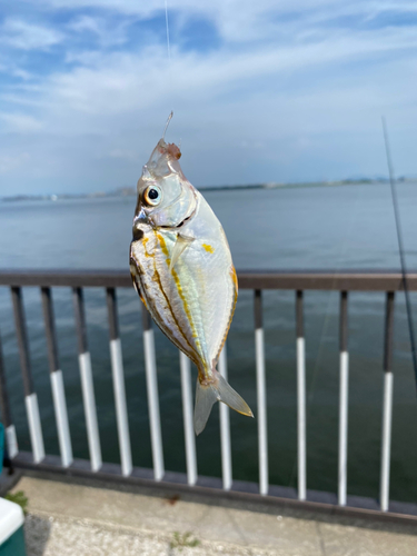 ヒイラギの釣果