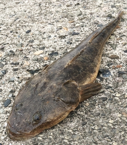 マゴチの釣果