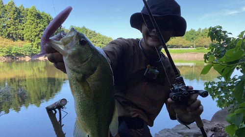 ブラックバスの釣果