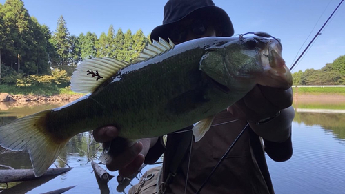 ブラックバスの釣果